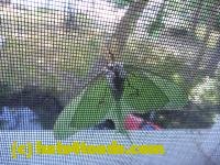 /home//u458753944/public_html/sourcegallery///////////Insects and small critters/butterflies and moths (Lepidoptera)/P1070592.JPG